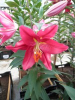 [1853 Pico No01.JPG]